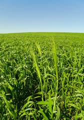 Fototapeta na wymiar Vertical wheat field.