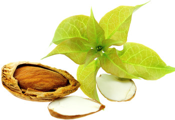 amandes, feuilles bougainvillée, fond blanc