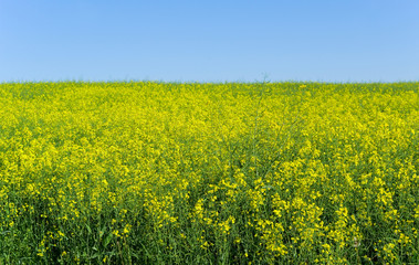 Obraz premium Canola.