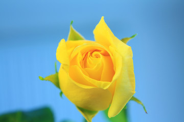yellow rose isolated on blue sky
