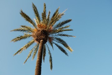 Palmera, cielo azul