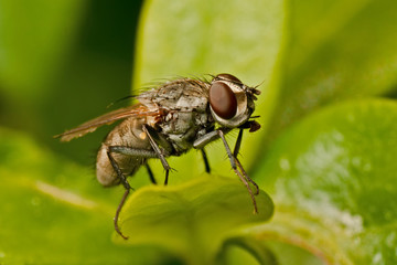 Fly on Vinca Minor leaf