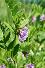SONY DSC
