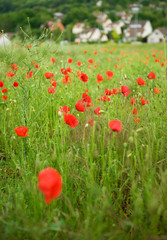 French countryside with beautiful blossoming poppies