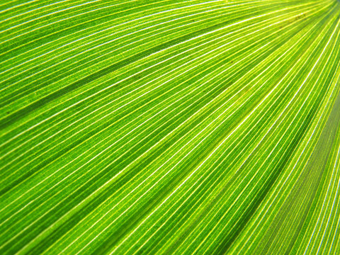 grünes Blatt - green leaf