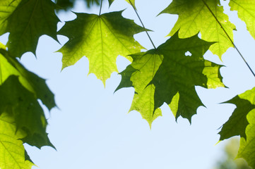 Fresh maple leaves on sky