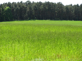 Fototapeta premium green forever