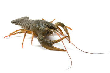 crayfish