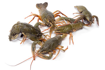 crayfish