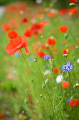 Beautiful blossoming poppies and cornflowers