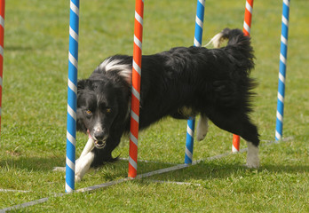BORDER COLLIE.