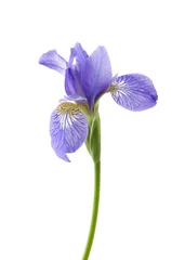 Cercles muraux Iris Iris