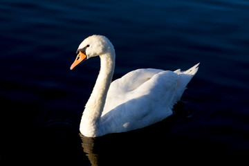 Schwan