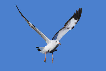 Flying Seagull