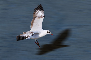 Flying Seagull
