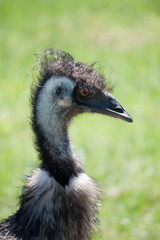 Common Rhea (Rhea americana) - landscape orientation
