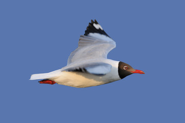 Flying Seagull