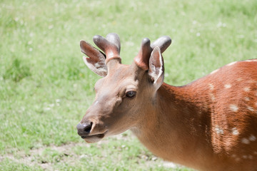 The Sika Deer or the Spotted Deer, or the Japanese Deer