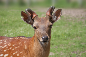 The Sika Deer or the Spotted Deer, or the Japanese Deer