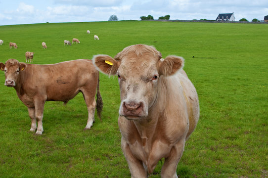 close up picture of a cow in green field