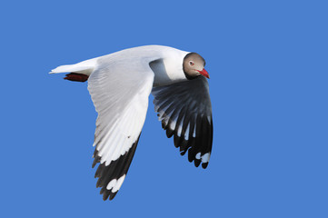 Flying Seagull