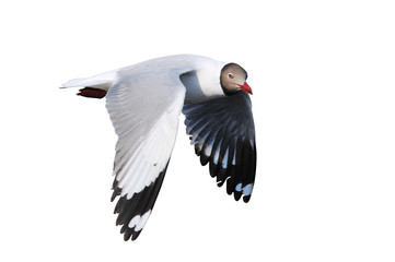 White isolated seagull