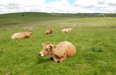 Fototapeta premium Vaches Aubrac