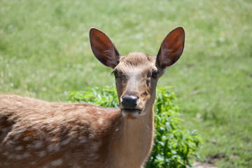 The Sika Deer or the Spotted Deer, or the Japanese Deer
