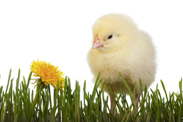 Chick in grass with dandelion