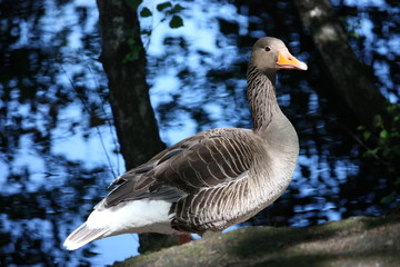 gans