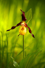 lady's-slipper orchid, Cypripedium calceolus 01.Cypripedium cal