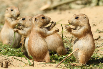 Two baby prairie dogs eating the same piece of grass