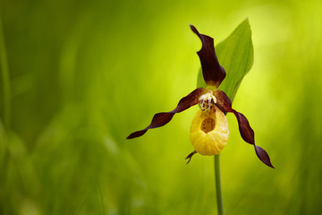 lady's-slipper orchid, Cypripedium calceolus 07