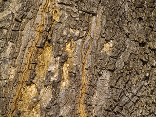 Background from a bark of an old tree