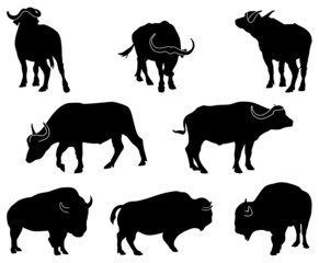 Bison and Buffalo