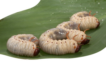 beetle larva  rhinoceros