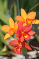 Orange orchid