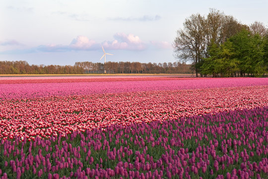 Purple field of tulips in the Netherlands