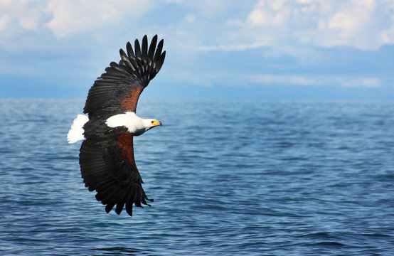 Eagle flying on water