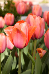 beautiful red tulips