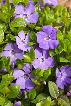 violet flowers with green leaves (Vinca major)