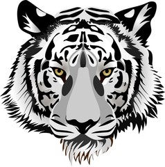 Tiger head.Vector