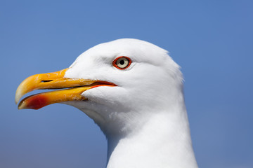 Gaviota en La Coruña, Galicia, Spain