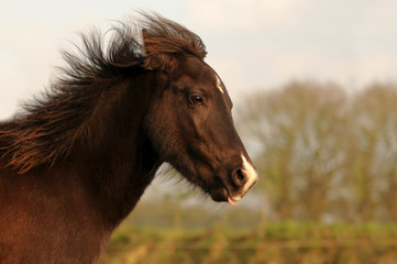 Obraz premium Braunes Ponyfohlen