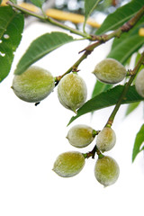 green walnuts on tree over white