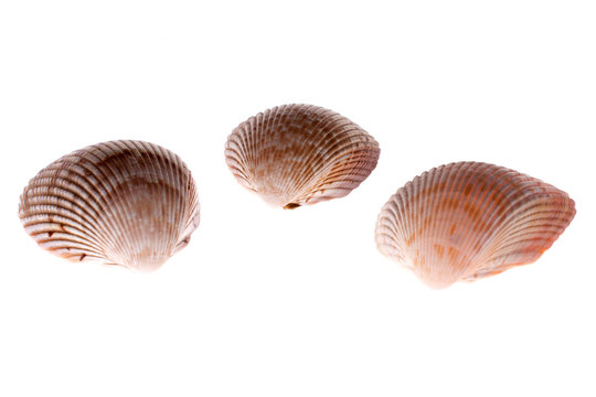 bivalve shells on white