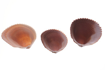 underside of cockleshells