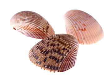 Van Hyning Cockle