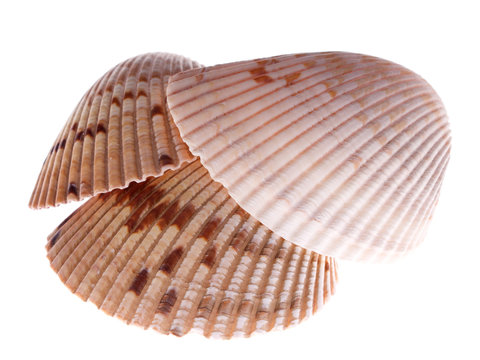 Van Hyning Cockle stack