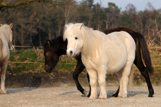 Ponys
